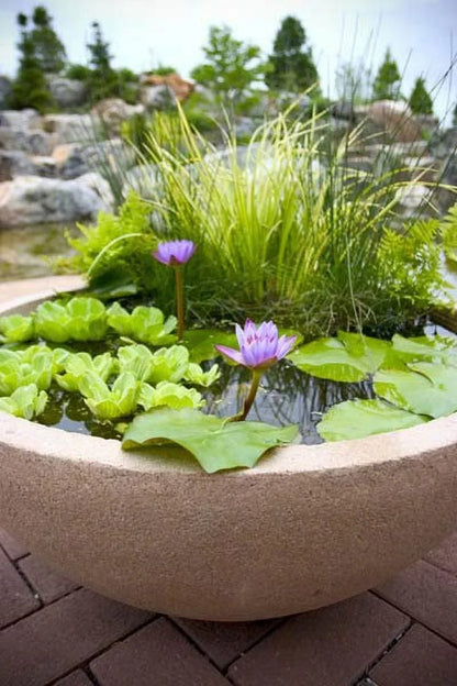 5 Premium moisture Lettuce - Easy Live Floating Pond Plants for liquid Gardens and Aquariums