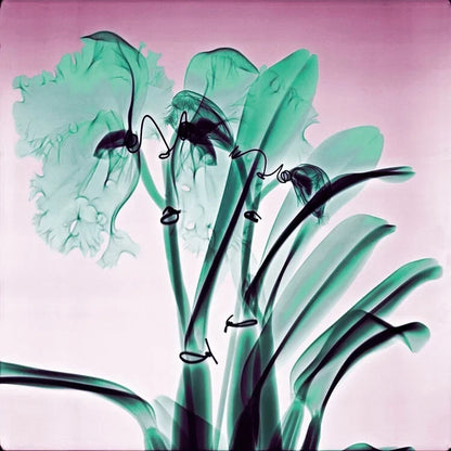 Amazon Orchids - Lightweight 100% Cashmere Scarf by James Paul Cheung