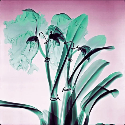 Amazon Orchids - Lightweight 100% Cashmere Scarf by James Paul Cheung