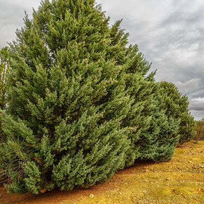 Carolina Sapphire Cypress Tree - Fast Growing - Unique Blue Green Foliage. 3 Gal