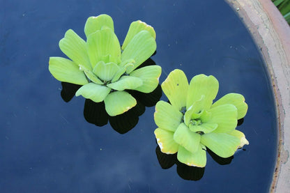 5 Premium moisture Lettuce - Easy Live Floating Pond Plants for liquid Gardens and Aquariums