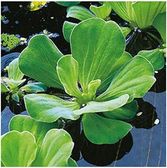 5 Premium moisture Lettuce - Easy Live Floating Pond Plants for liquid Gardens and Aquariums