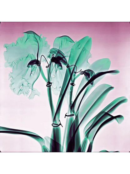 Amazon Orchids - Lightweight 100% Cashmere Scarf by James Paul Cheung
